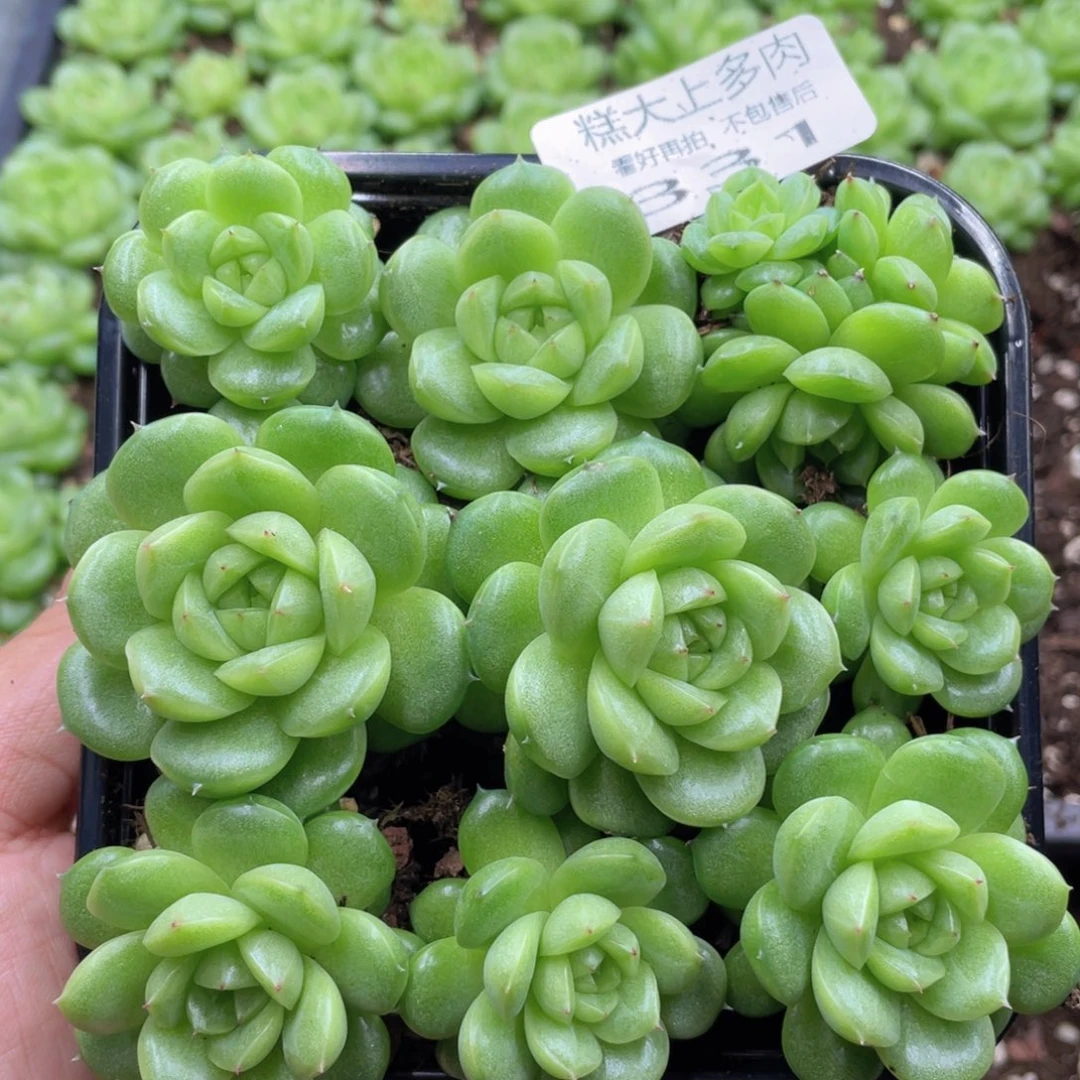 云糖心多肉植物331