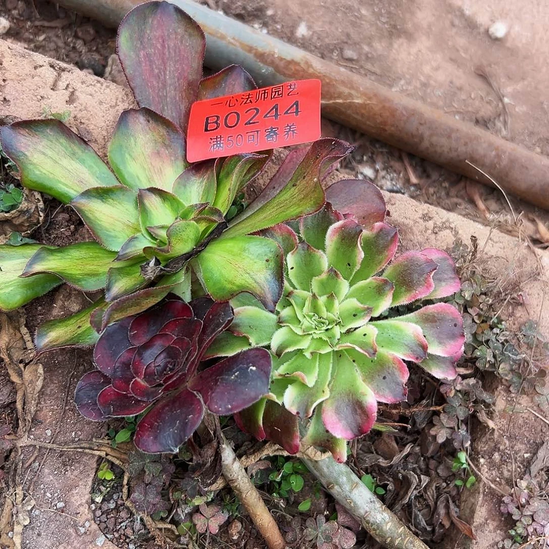 0244多肉植物法师3个