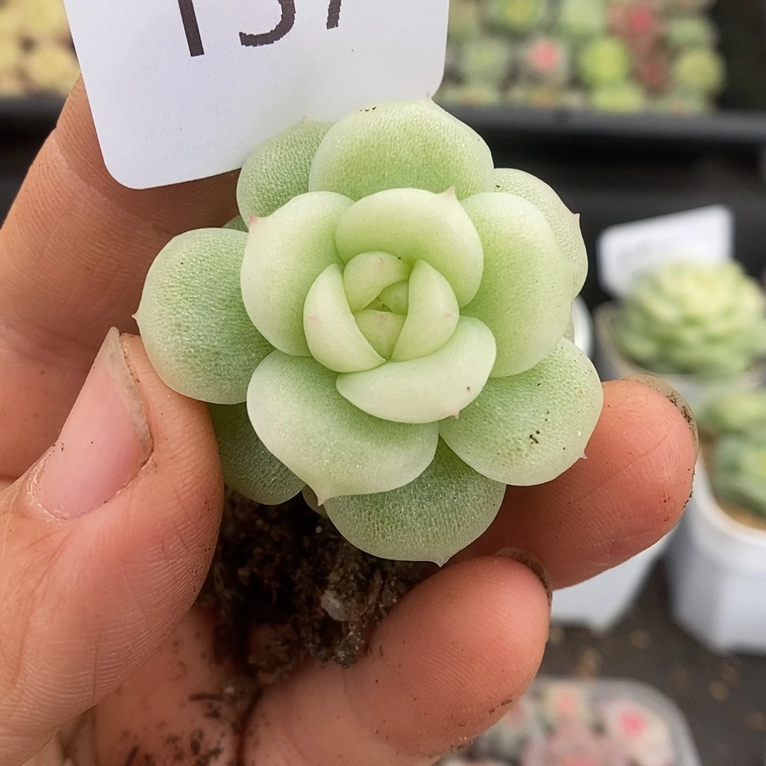 一物一拍一物一拍925-157