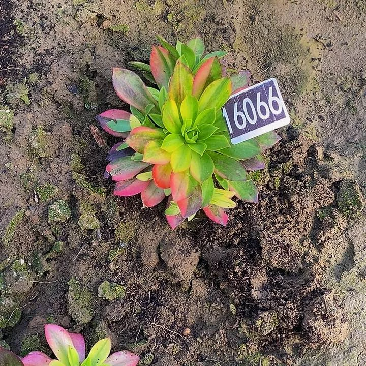 16066号凤凰七彩法师