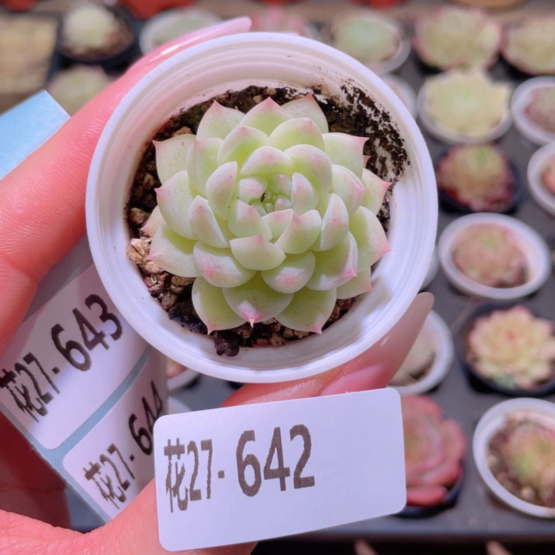 花利美27-642海王