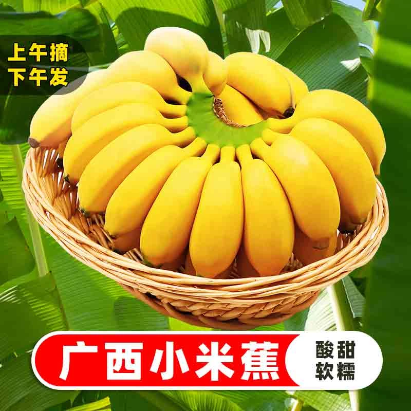 （爱心助农）广西小米蕉香蕉特产新鲜水果整箱当季鲜苹果蕉自然熟