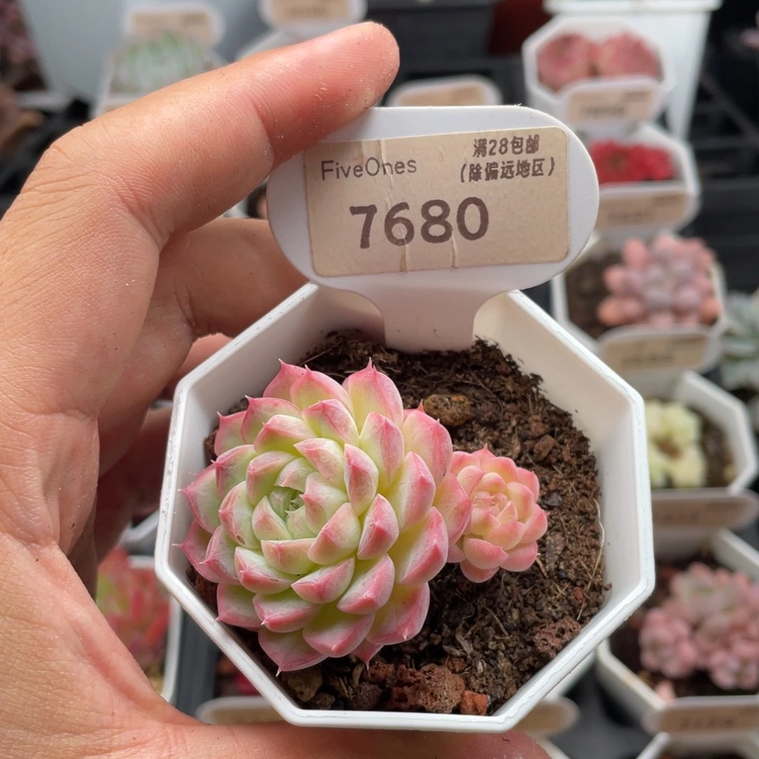 女王7680-5.0厘米