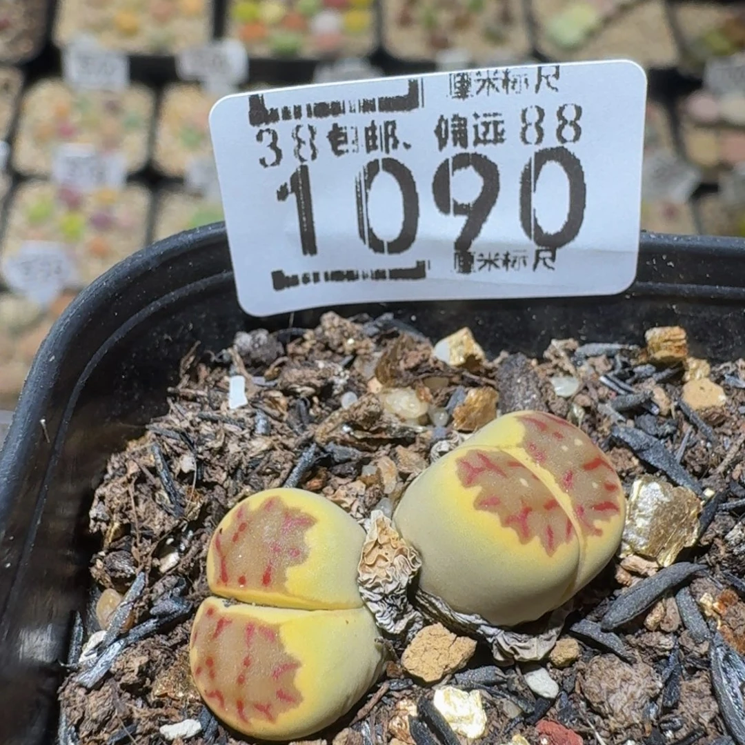 小***-Ssss精品生石花1090
