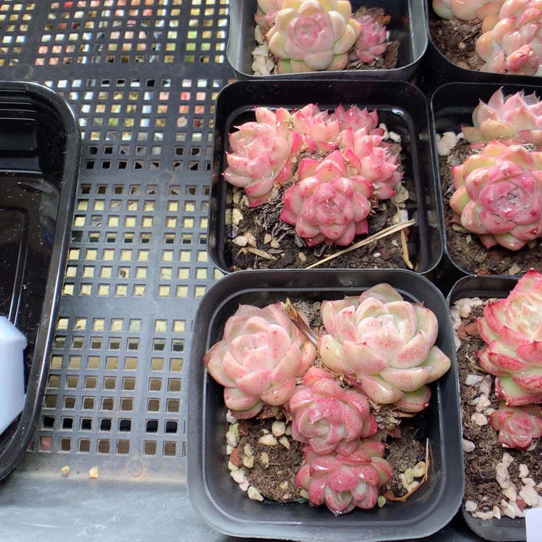 X94y y y y y y y t y g t