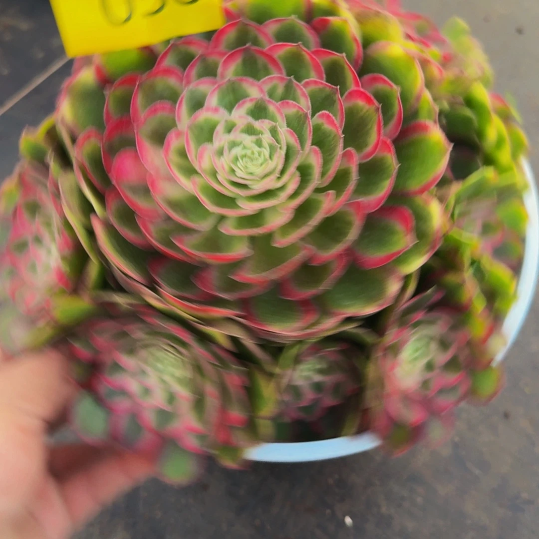 棉***糖038号多肉植物孔雀翎