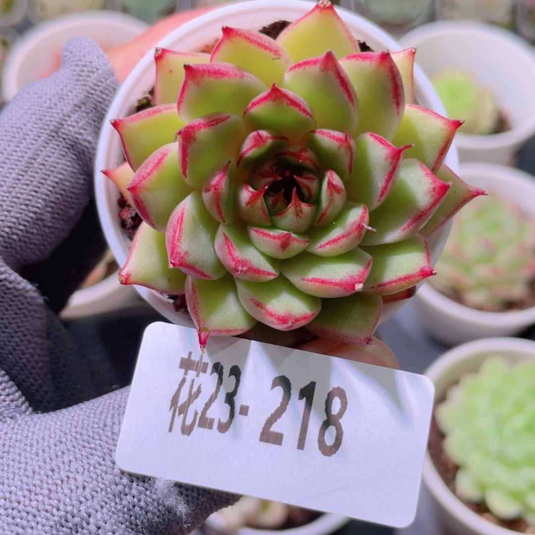 花利美23-218新品