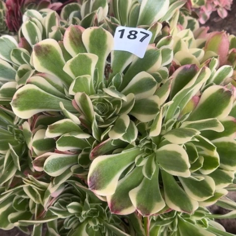 哥****懂法师雨花石20.-7