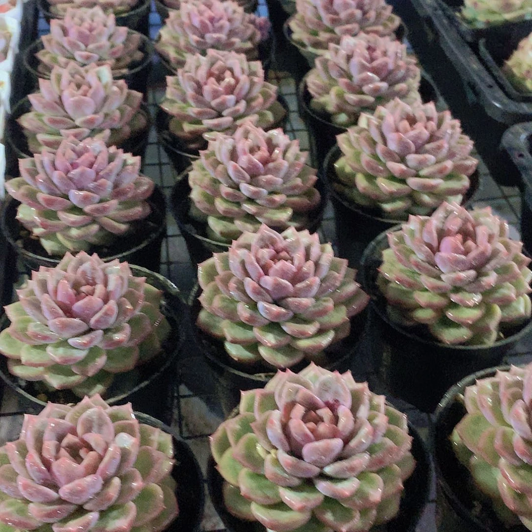 韩心五号23456789900000