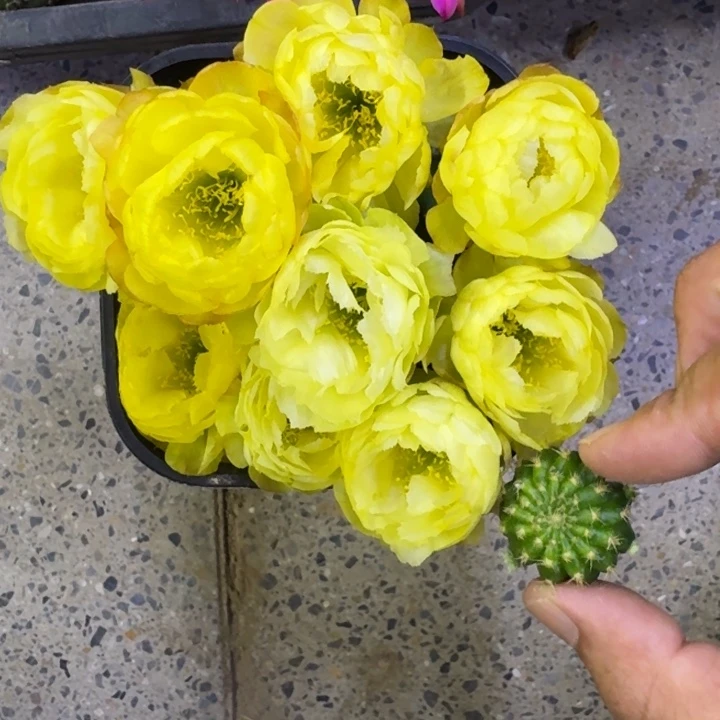 322丽花黄水晶歪3公分左右无根侧牙，20包邮