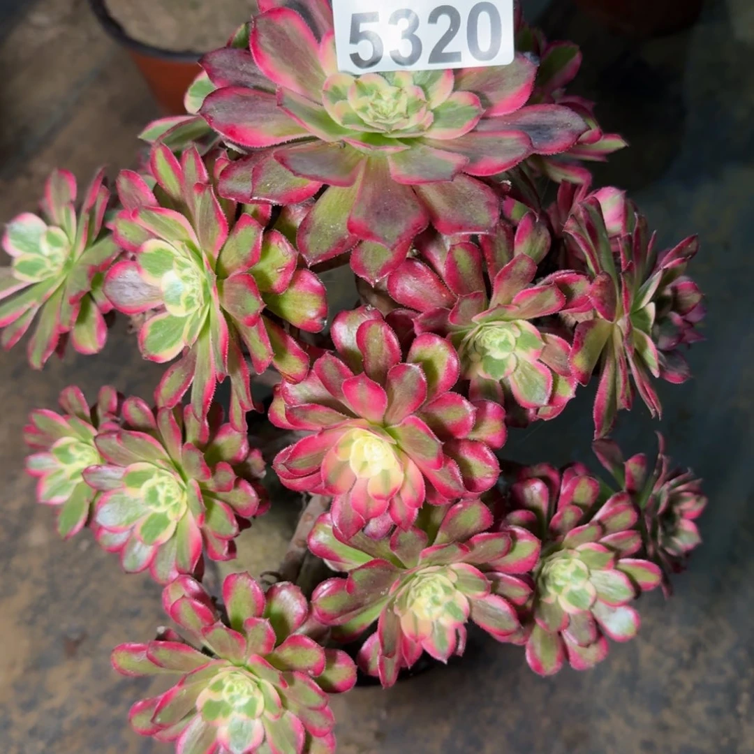 5320浪仙多肉植物