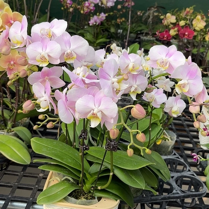 大部分花苞少量开放天使组盆