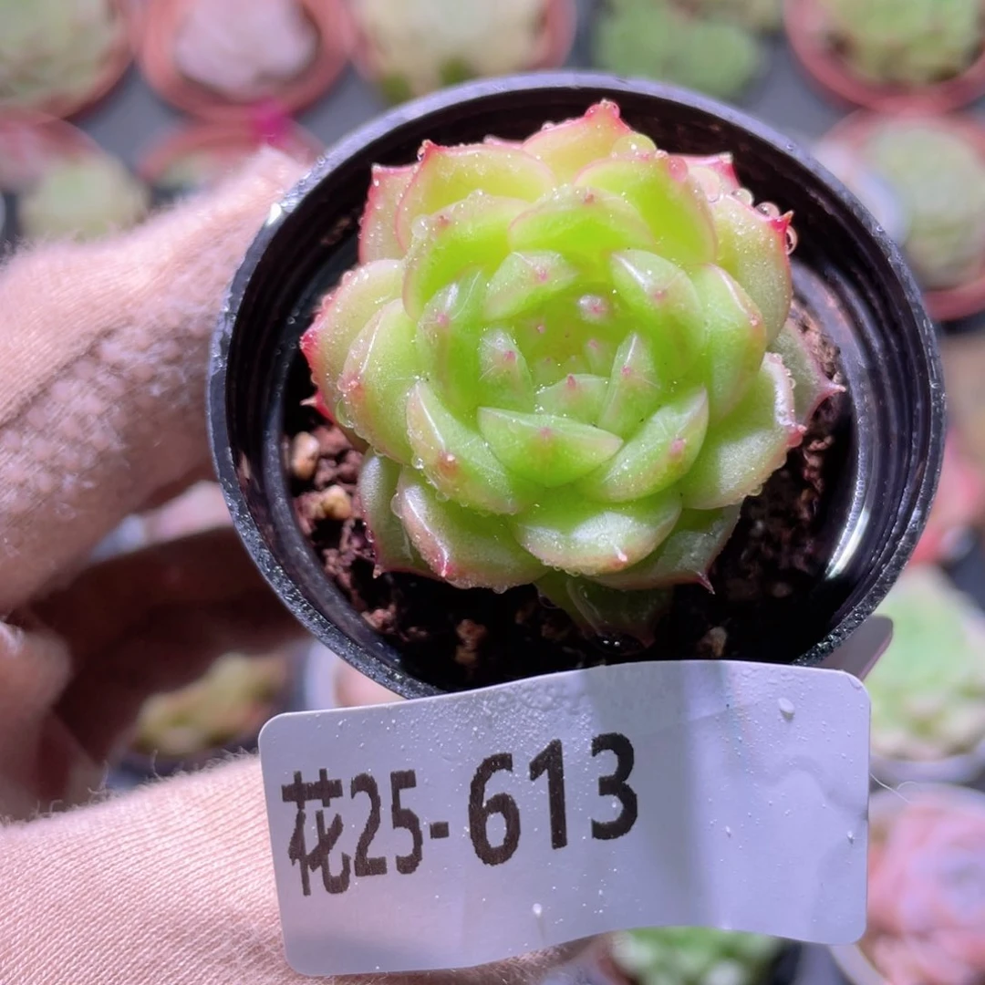 花利美25-613新品