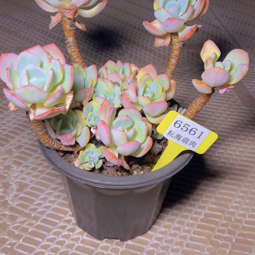 沿***~白月光6561多肉植物
