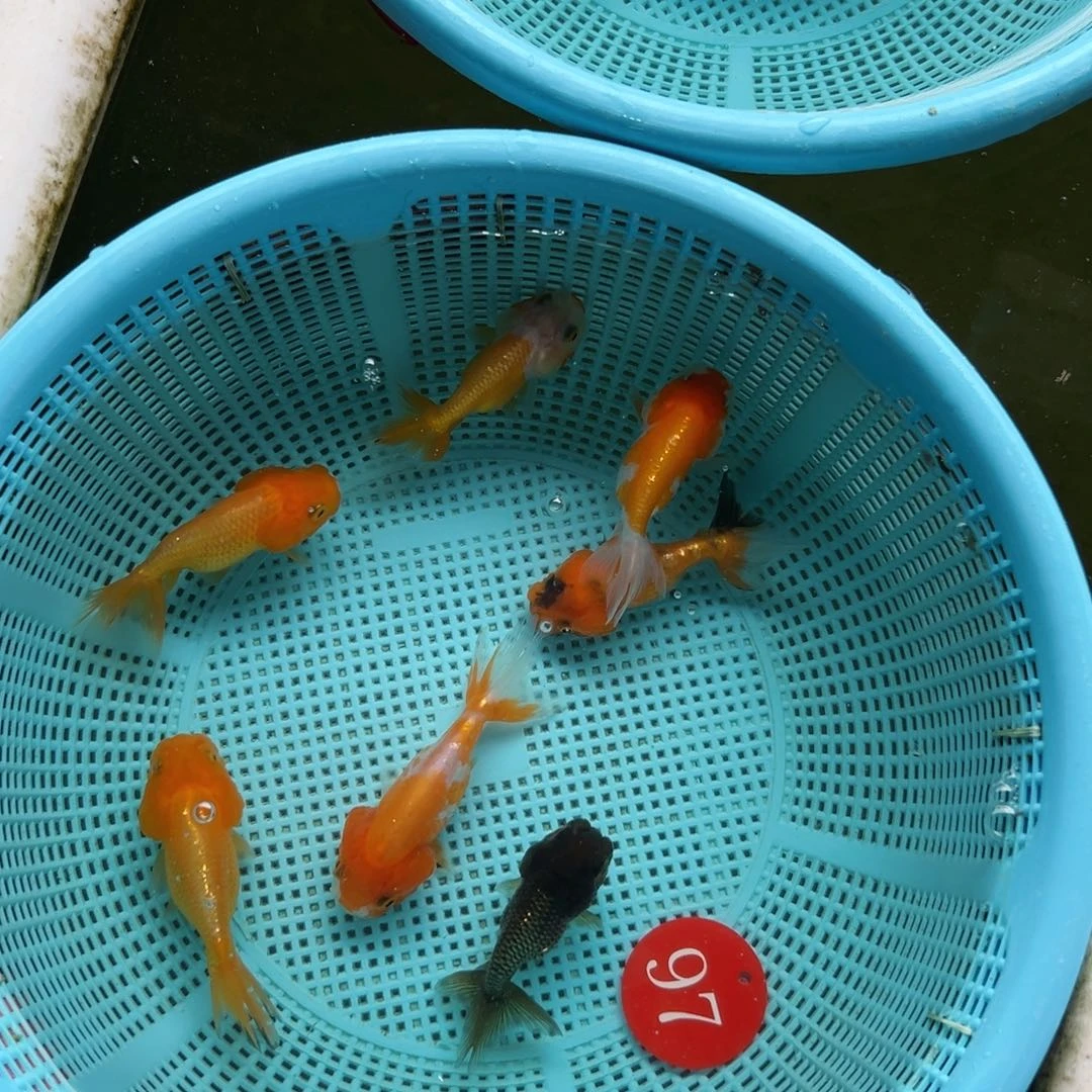 用***0金鱼97号。猫7条。