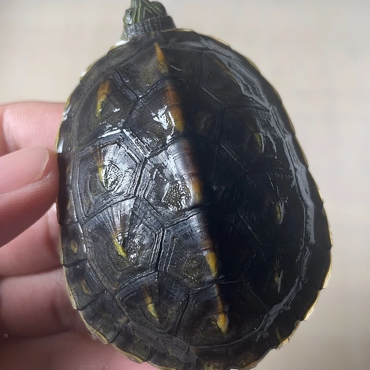 不分公母宠物龟花龟
