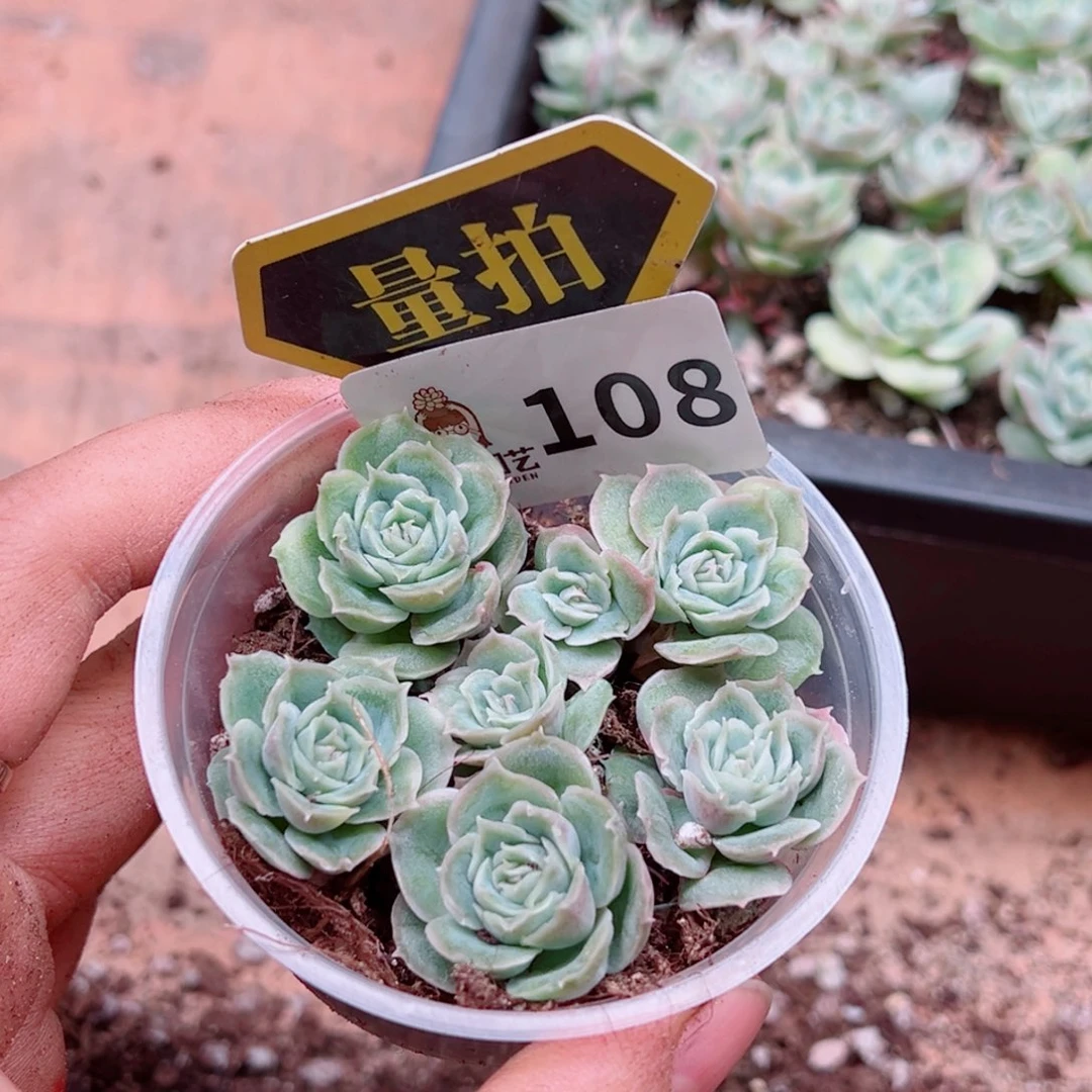 多肉植物多肉植物