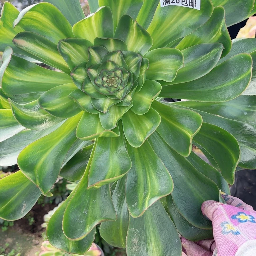 F. 8128燕姿中班多肉