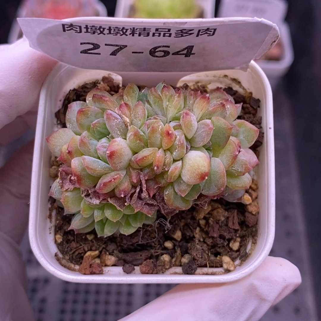 【闪购商品】27-64阿甘缀