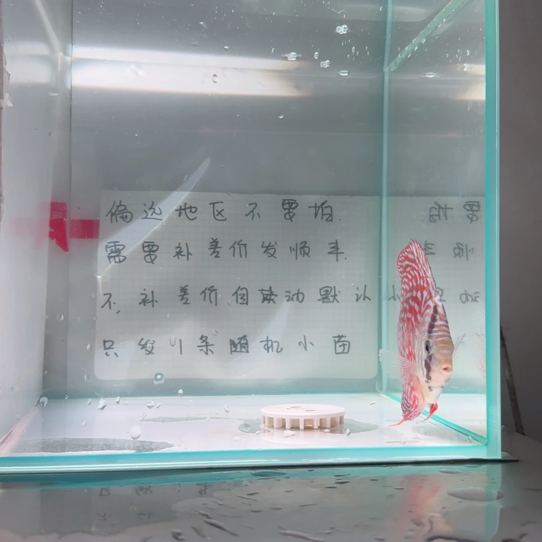 七彩神仙鱼肉身8偏远地区不拍