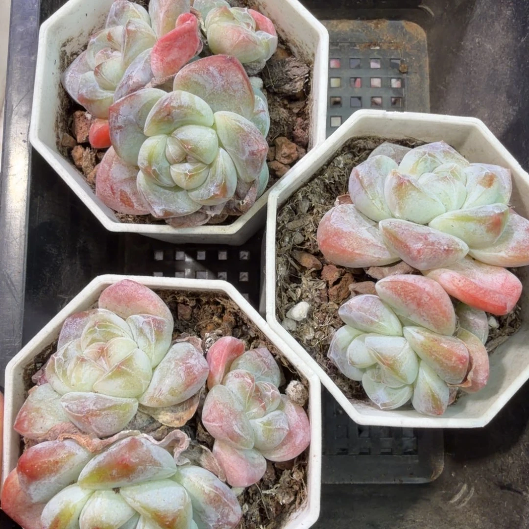 119 号到手一筐江北多肉