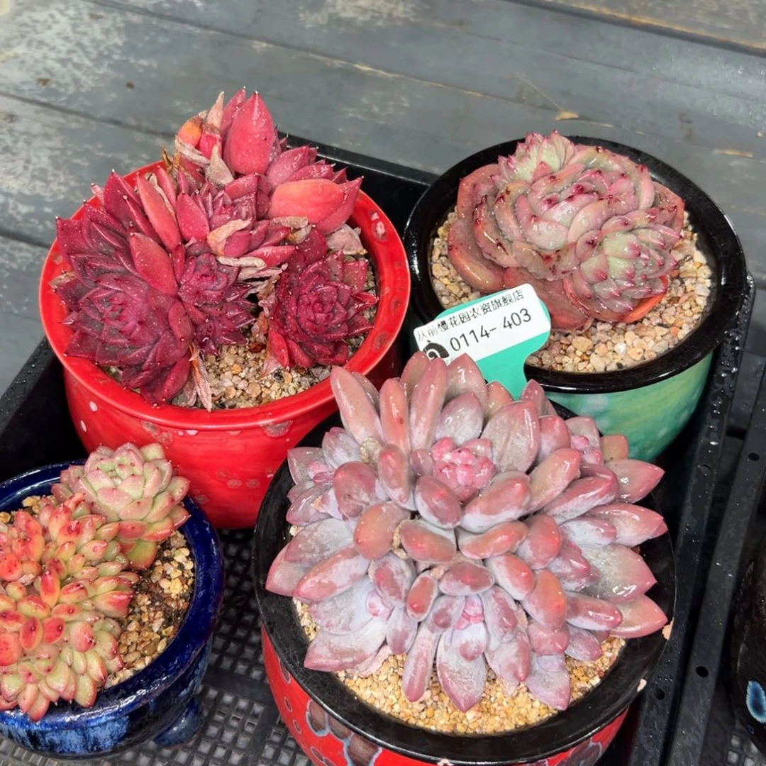 多肉一物一拍0114-403