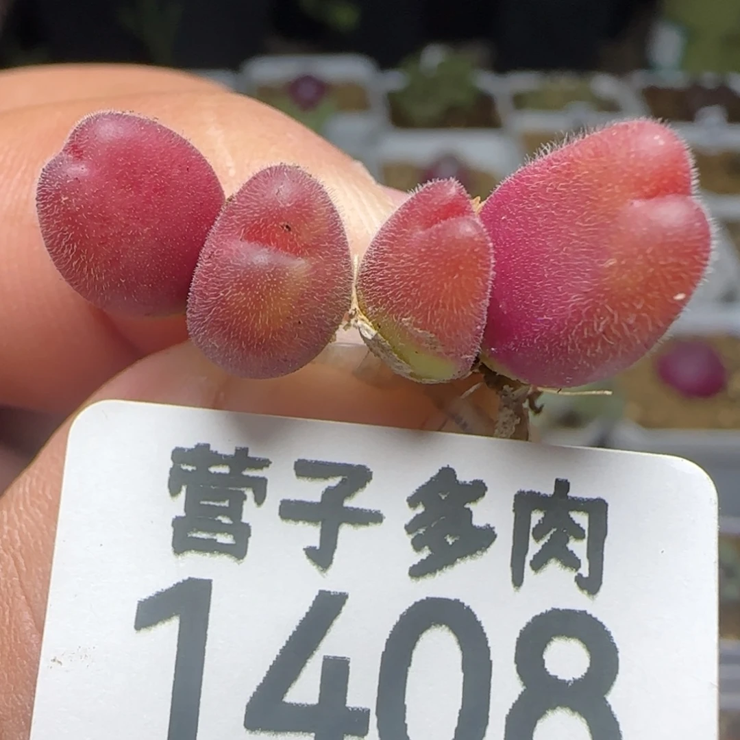 长毛两颗双头。