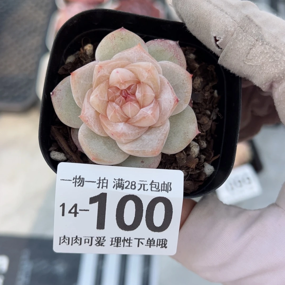 凤仙花多多肉多肉多肉