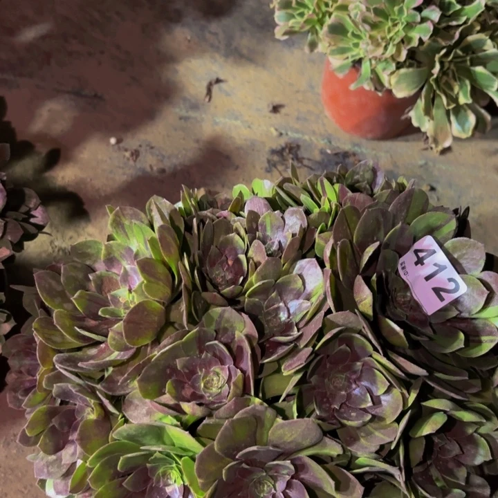 412墨染花月夜多肉植物