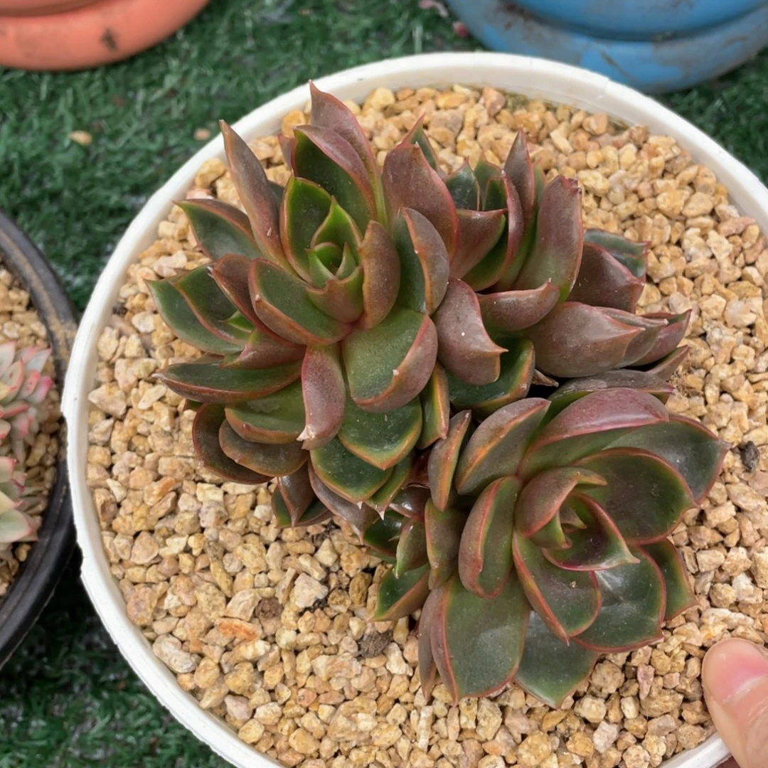 不知名缀一物一拍28包邮非偏远