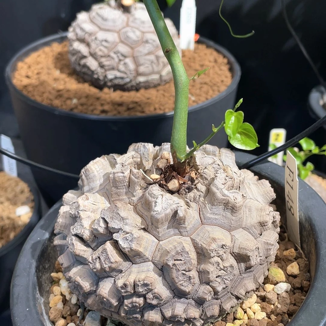 148号龟甲龙10.2公分