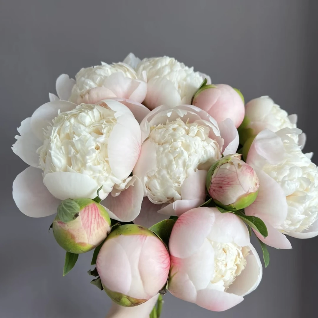 【邮政助农精选】欧文斯上校头茬对货对版山东芍药精品鲜切花Q