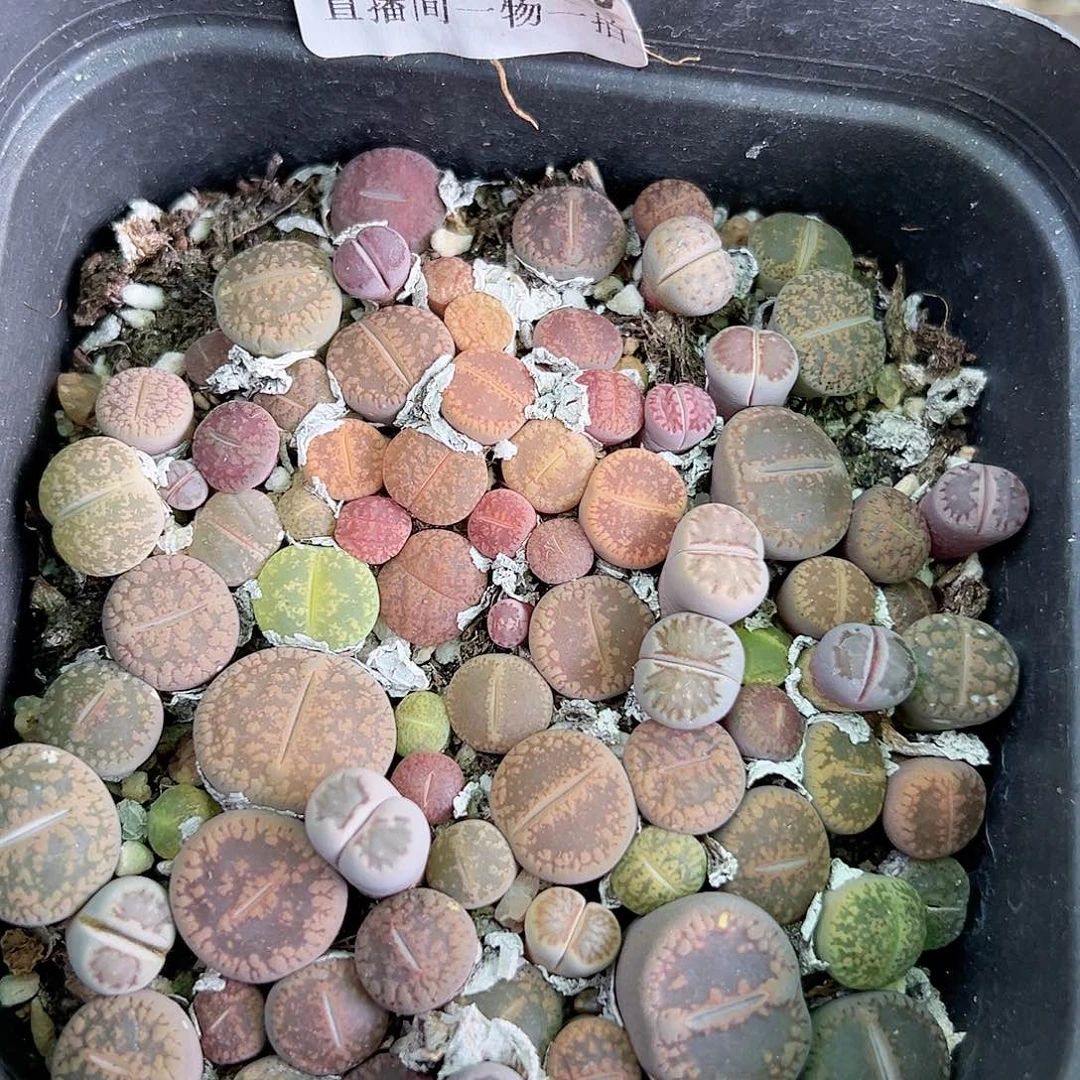 8701 好养易活生石花大母本10cm盆切糕