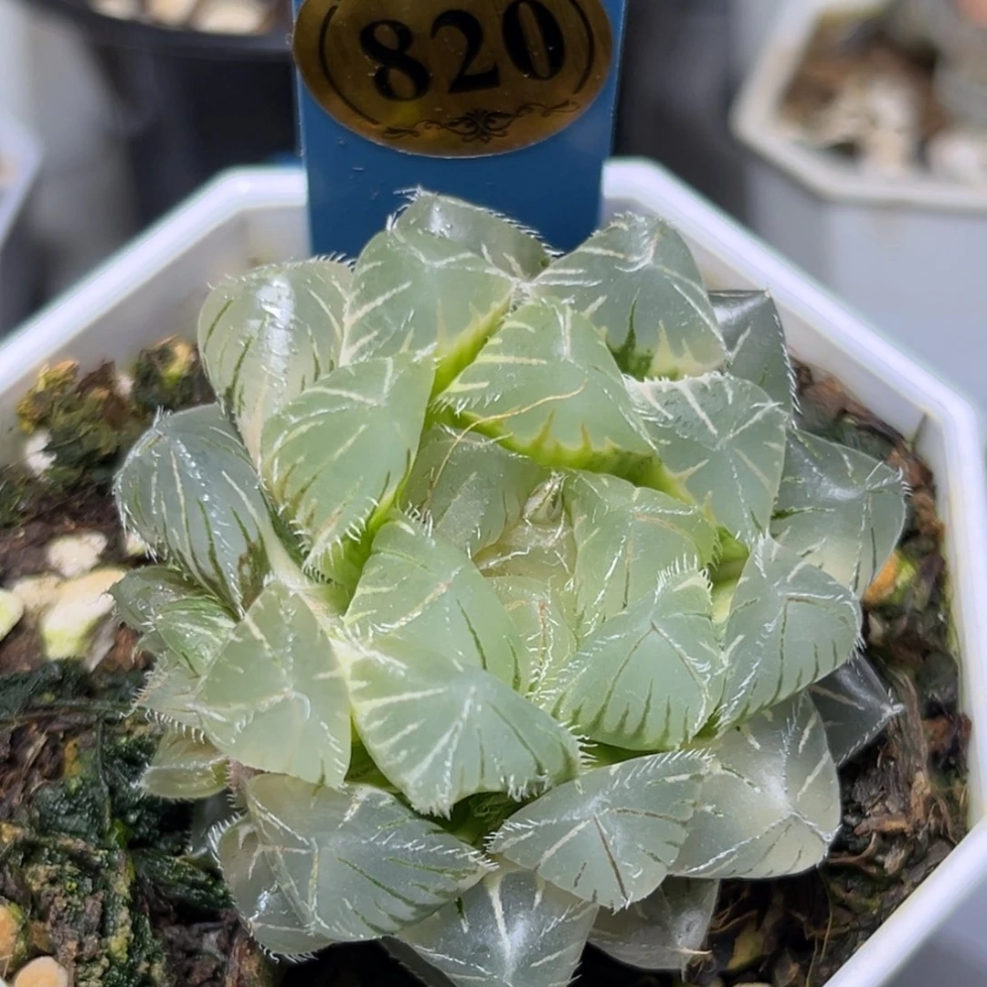 恭喜发财大吉大利820