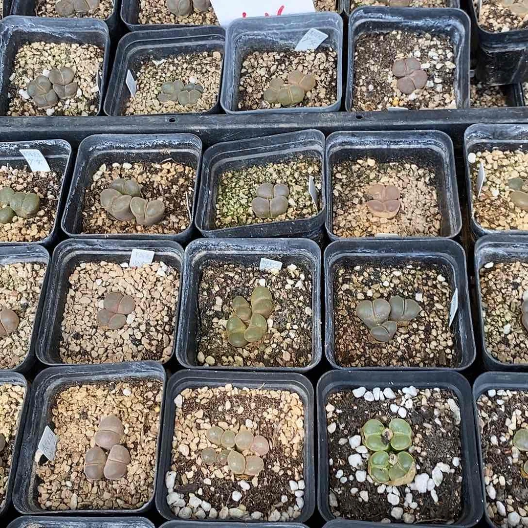 545风铃组合36盒。