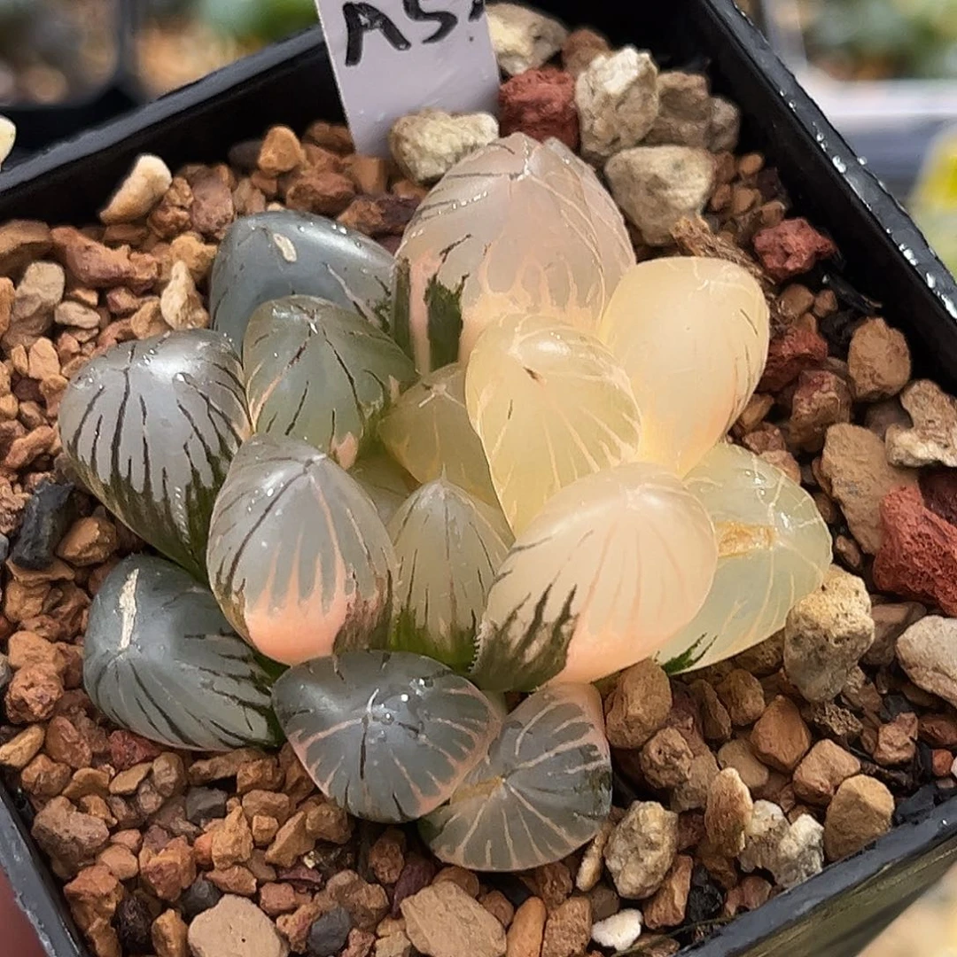 53龙爪玉露锦福利福利