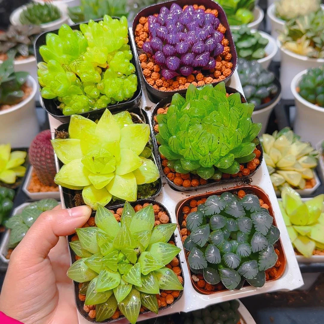 玉露群，蝉翼，黄金，紫宝石，玉露寿，冰灯