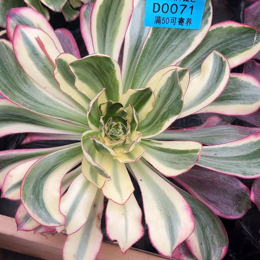 0071多肉植物阿波罗