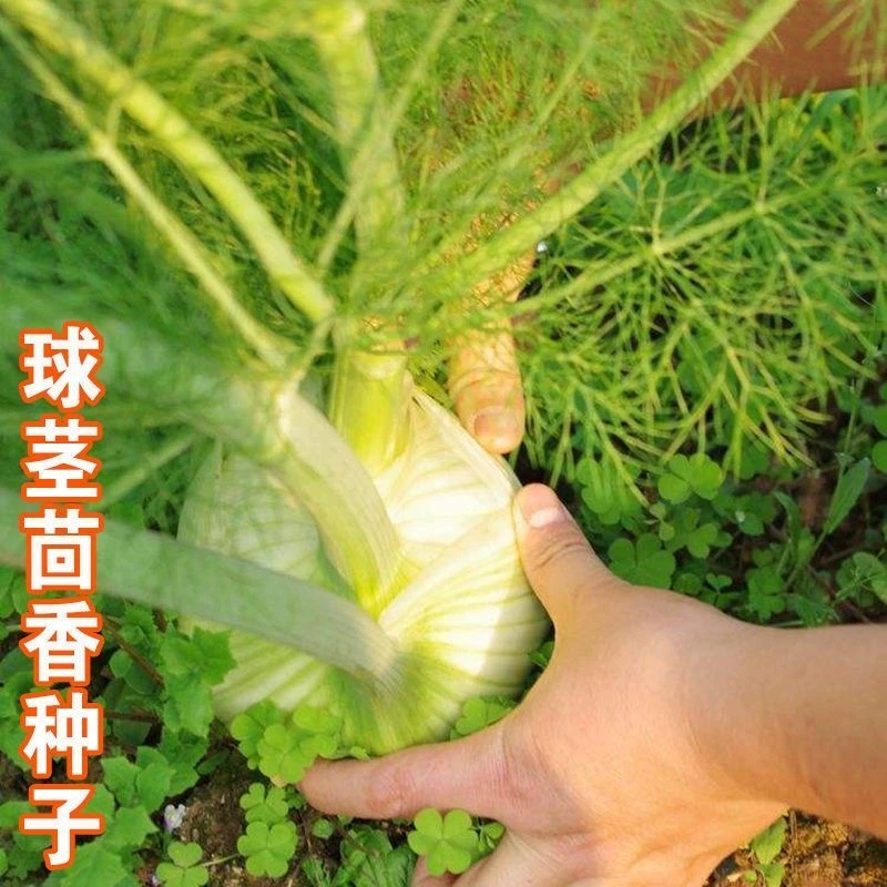 【球茎茴香】新鲜茴香头茴香根球茎茴香西餐特色沙拉食用蔬菜香料