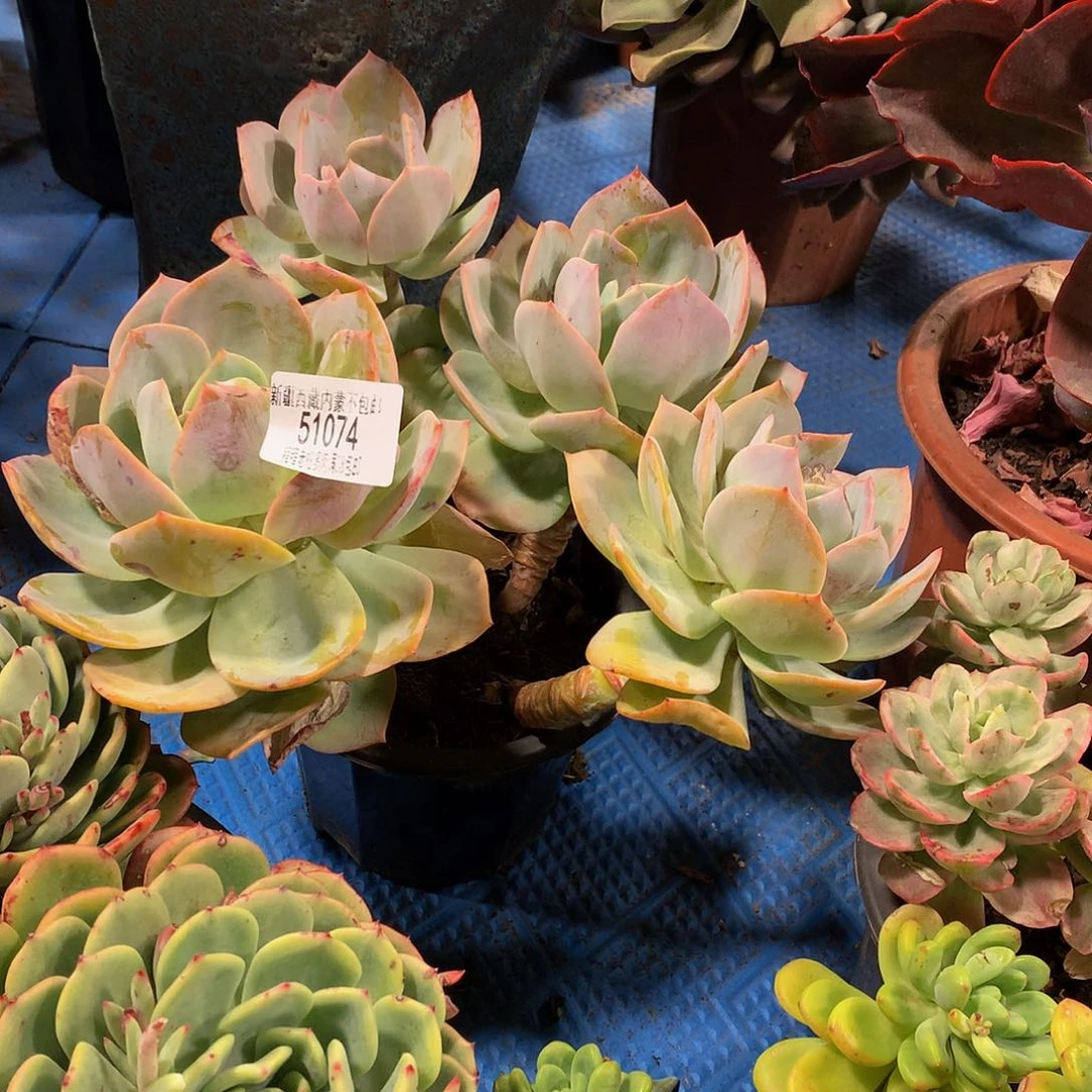 迎**夏血凤51074多肉