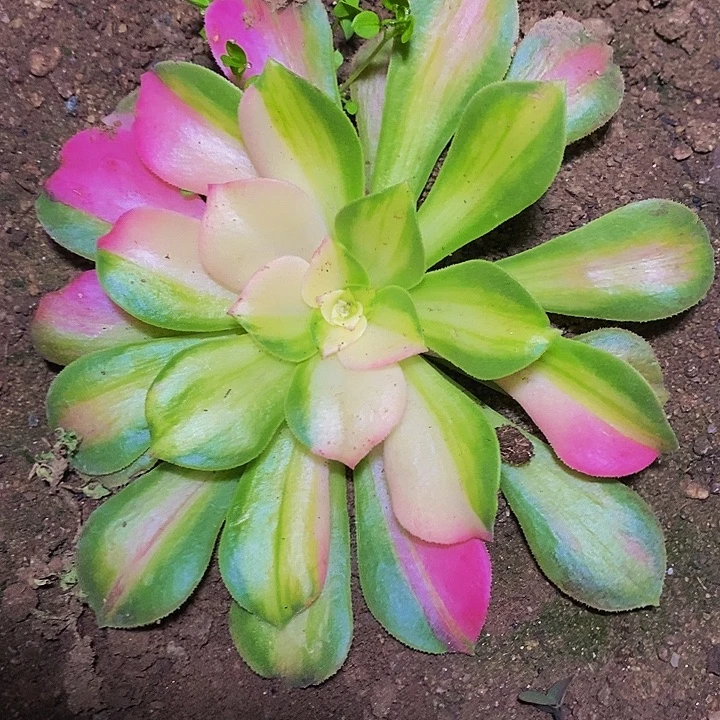 多肉植物保护研究所
