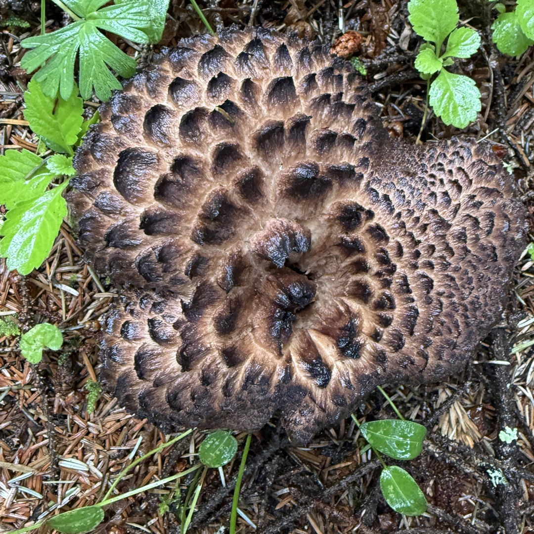 西藏原始森林 野生黑虎长菌 自己摘的干货