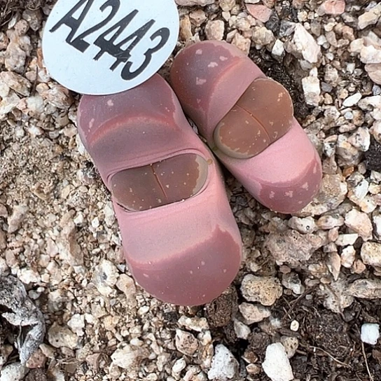 2443.橄榄净窗111111