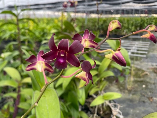 秋石斛《新富贵红》兰盆栽室内外多年生易养花卉客厅阳台装饰