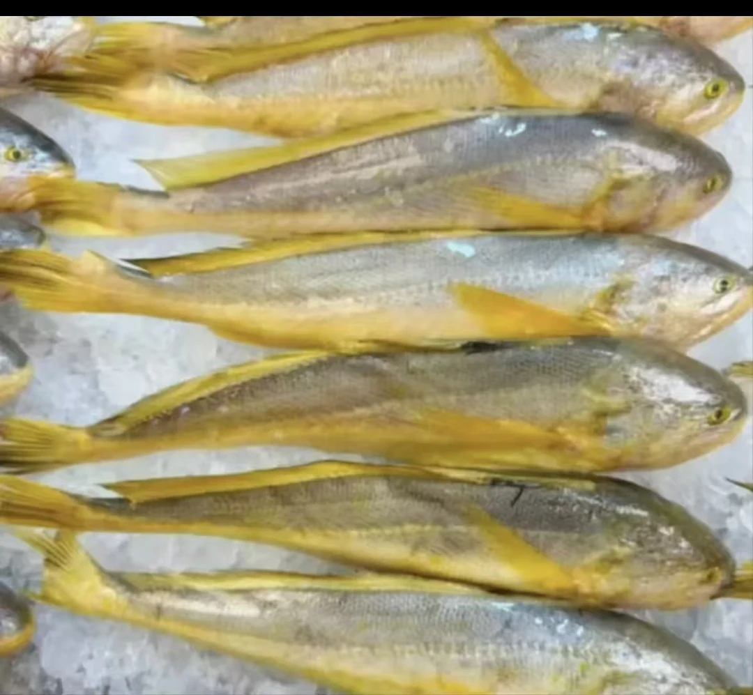 深海捕捞新鲜速冻黄鱼肉质鲜嫩7两左右/条 发7条 D