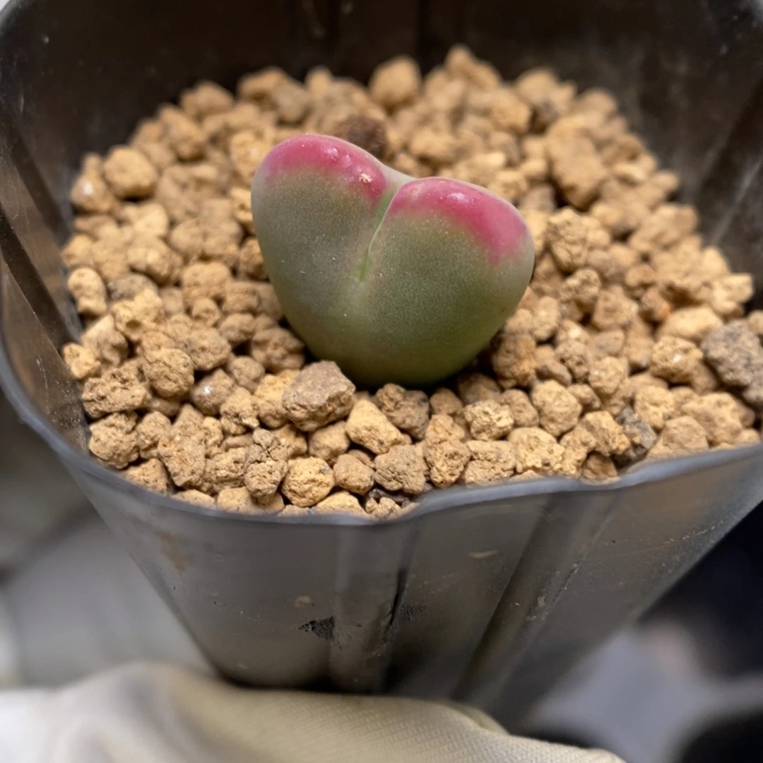 多肉植物肉锥杂交K-3687