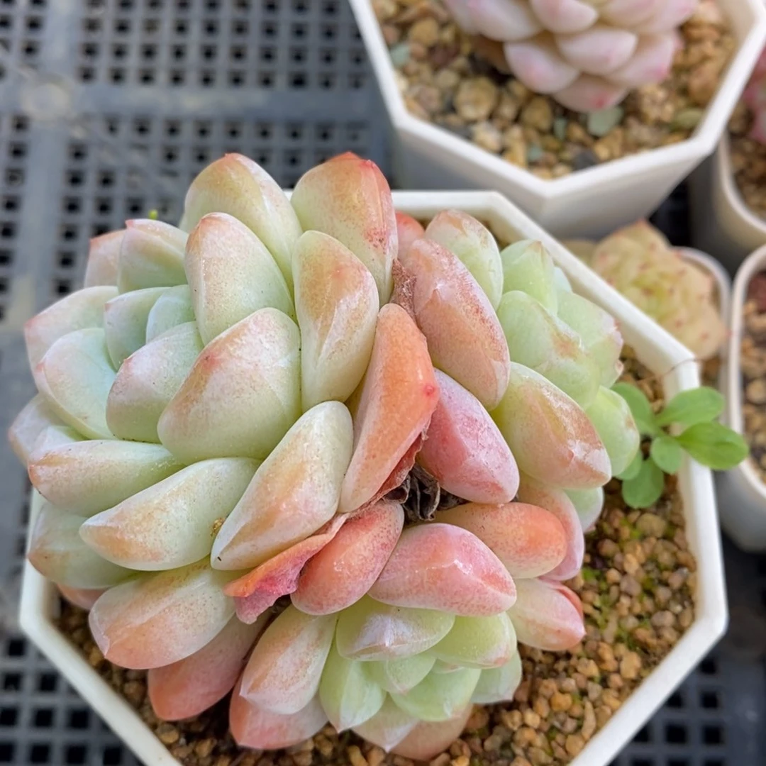 咪***堡2-639多肉多肉多多肉