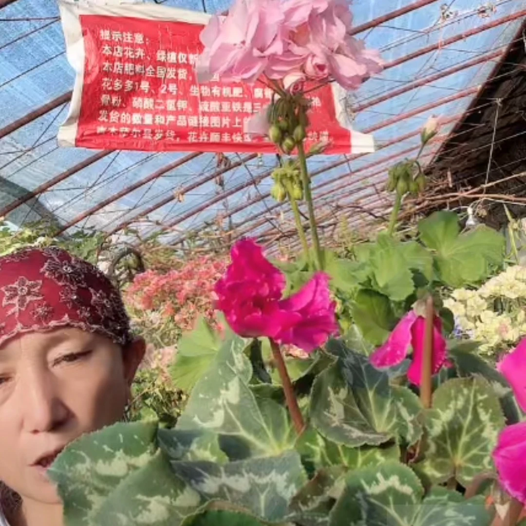 天竺葵➕仙客莱两盆包邮到家