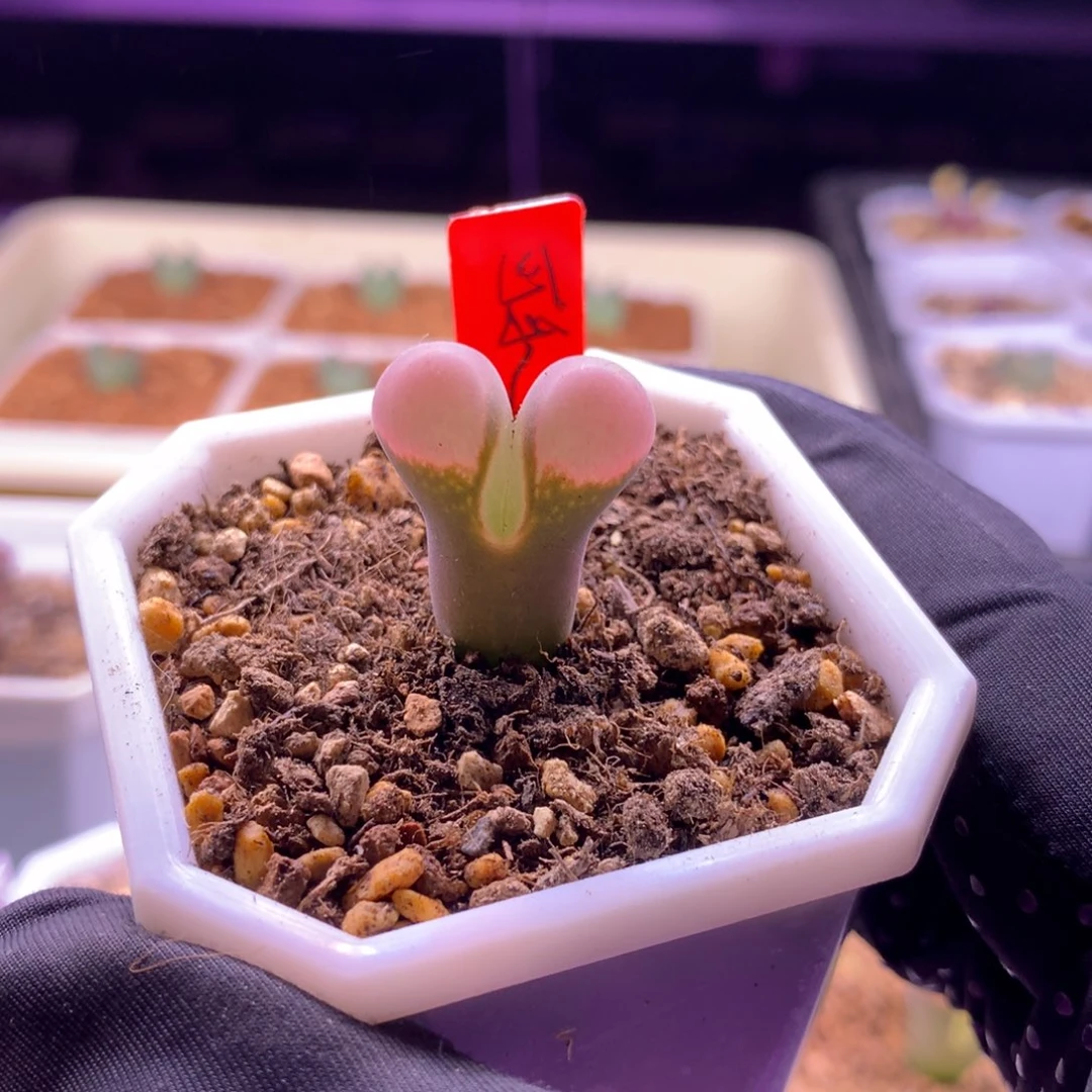 鲑鱼粉三年青蛙种源