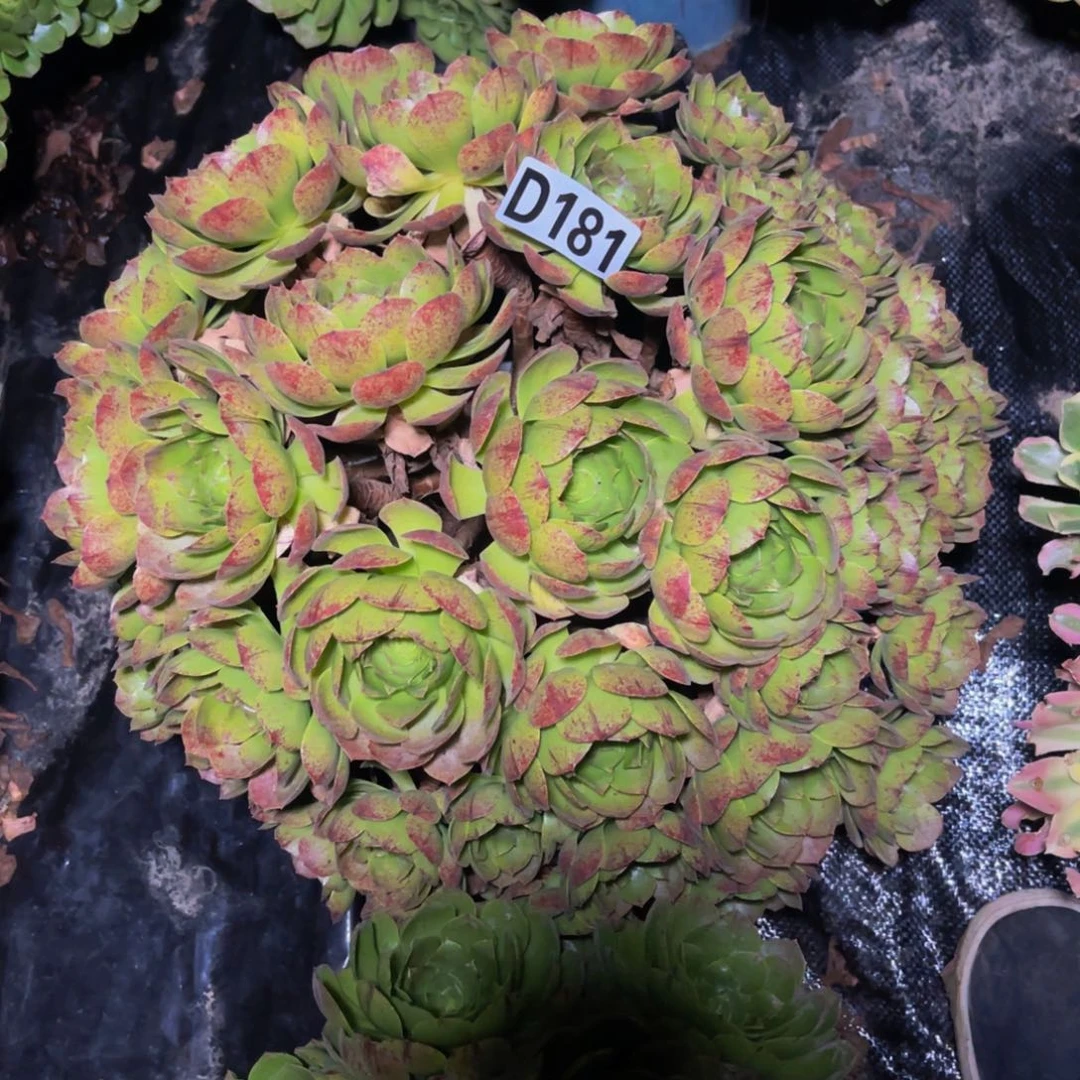 万拉丝14/////8包邮